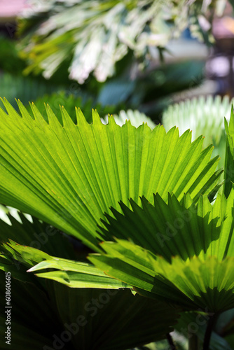 Bright leaves of Licuala grandis or the Ruffled Fan Palm in green tropical garden (ID: 608606615)