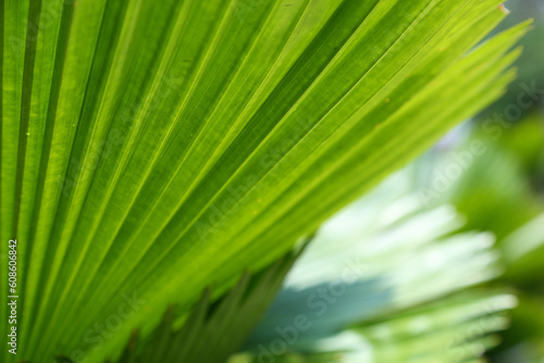 Bright leaves of Licuala grandis or the Ruffled Fan Palm in green tropical garden (ID: 608606842)