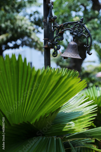 Bright leaves of Licuala grandis or the Ruffled Fan Palm in green tropical garden (ID: 608607450)