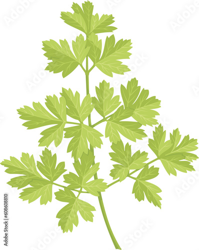A stem of parsley with green leaves isolated on white background.