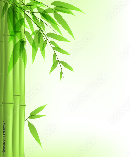 Fototapeta Naklejka Na Ścianę i Meble -  Vector background with green bamboo