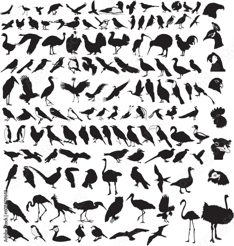 The big set of the different birds