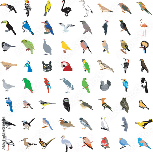 The big set of the different birds