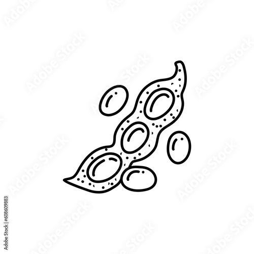 Soy bean, Soybean vector illustration. Soybean engraving isolated on white background.