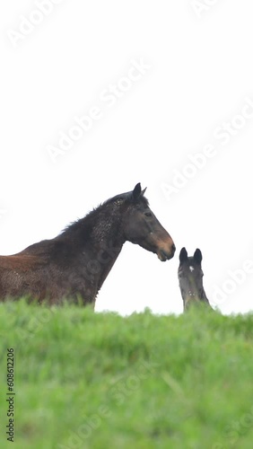 Two brown horses standing together in a meadow on a pasture, turning head looking directly at camera, vertical video
