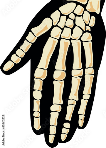 Human anatomy. Hand. Vector illustration photo