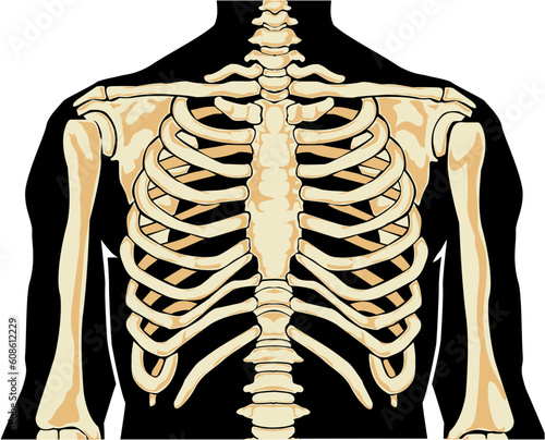 Human anatomy. Chest. Vector illustration.