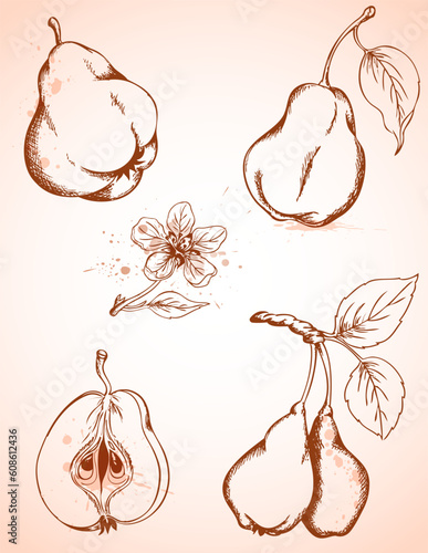 Set of vector hand drawn vintage pears