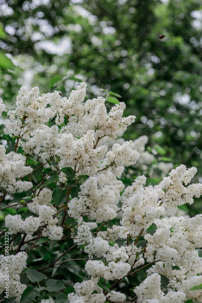 Fluffy, blooming lilac. Beautiful floral background. Large clusters of lilacs.