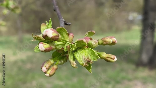 First buds trembling in the wind in spring