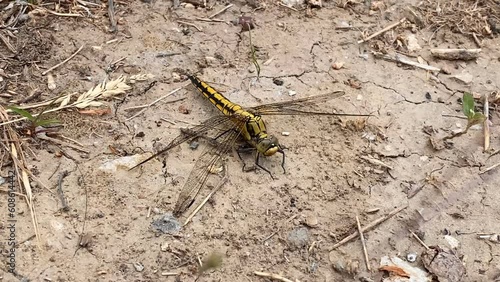 Yellow dragonfly resting on the dry sandy ground