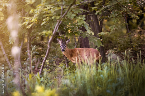 Deer on a green field with a forest in the background in the warm light of sunset in Germany, Europe 