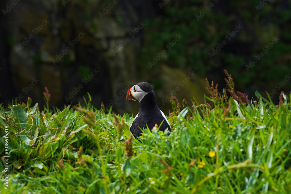 Fototapeta premium Atlantic puffin on the isle of Lunga in Scotland. The puffins breed on Lunga, a small island of the coast of Mull. 