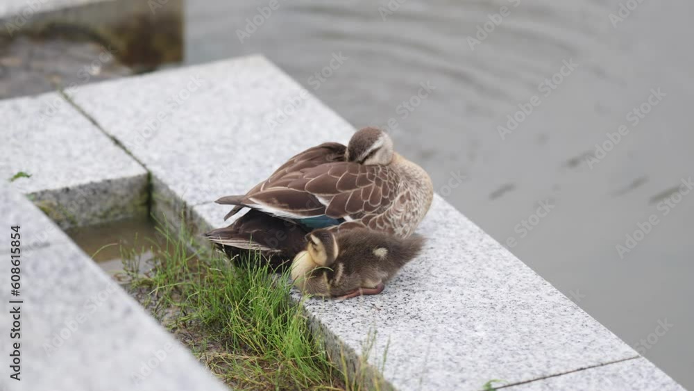 鴨の親子が人工池のほとりで休んでいる風景 parent duck and duckling resting by an artificial pond. 鴨の親子が人工池のほとりで休んでいる風景 parent duck and duckling resting by an artificial pond.