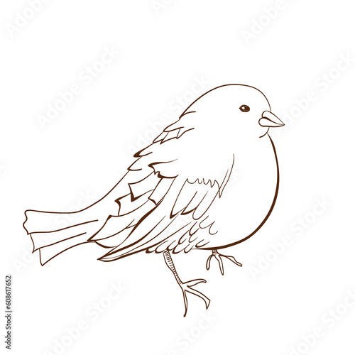 Illustration of bird