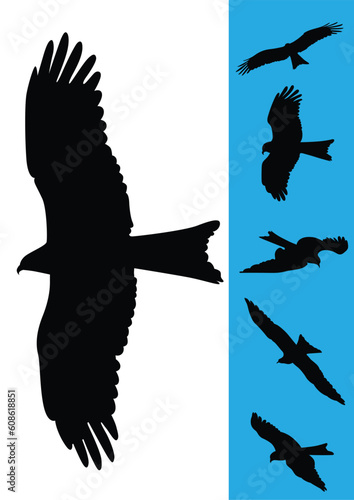 Set of 6 Eagle Vector Illustrations