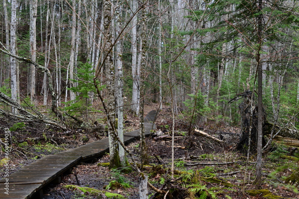 Fototapeta premium impressions from a hike through a beautiful natural forest