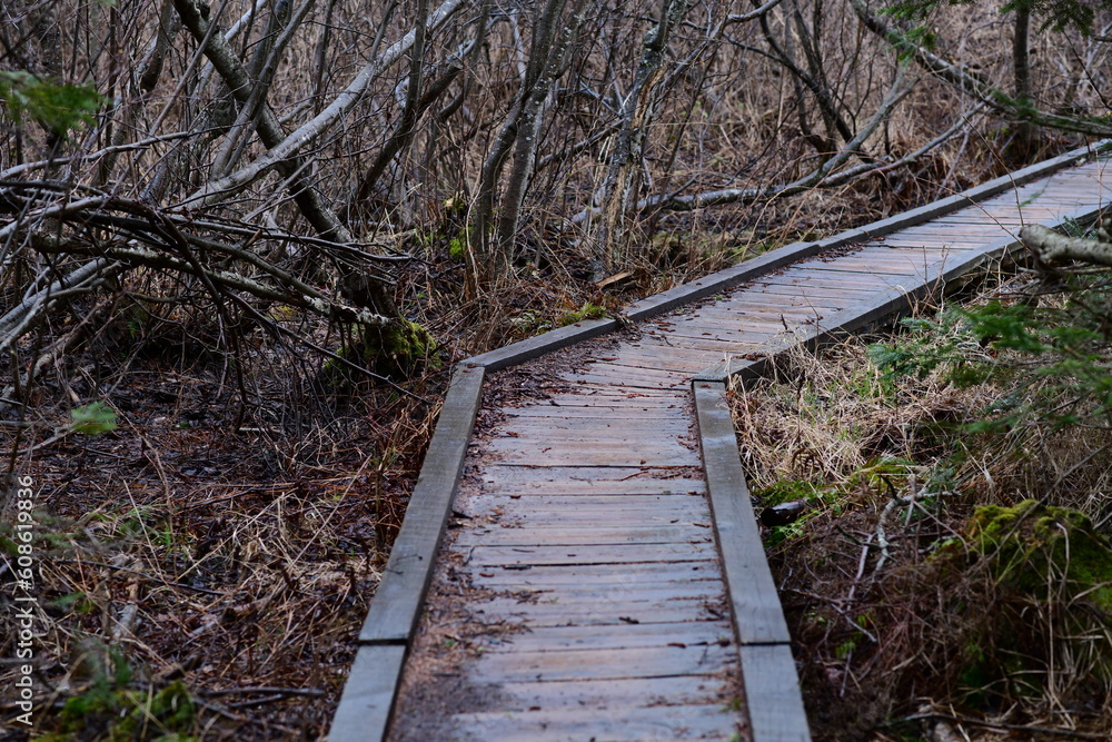 impressions from a hike through a beautiful natural forest