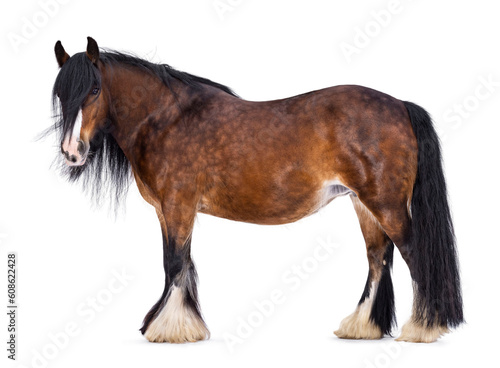 Obraz na plátně Brown Tinker aka Gypsy Cob horse standing side ways