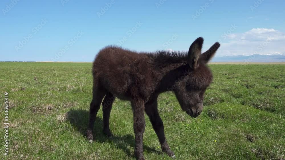 Cute black baby donkey with mom grazing on a grass field.
Mountain landscape on sunny summer day.
Central Asia, Kyrgyzstan, Issyk Kul region. Cute black baby donkey with mom grazing on a grass field.
Mountain landscape on sunny summer day.
Central Asia, Kyrgyzstan, Issyk Kul region.