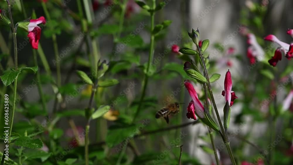 Apis mellifera - Western Honey Bee - Abeille européenne - Abeille mellifère, Salvia microphylla - Baby sage - Sauge de Graham - Sauge à petites feuilles Apis mellifera - Western Honey Bee - Abeille européenne - Abeille mellifère, Salvia microphylla - Baby sage - Sauge de Graham - Sauge à petites feuilles
