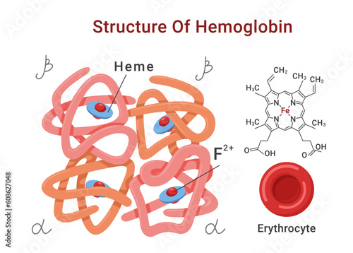 Hemoglobin molecule structure medical education scheme with names poster isometric vector photo