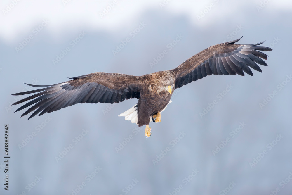 White-tailed eagle on the snow in winter White-tailed eagle on the snow in winter