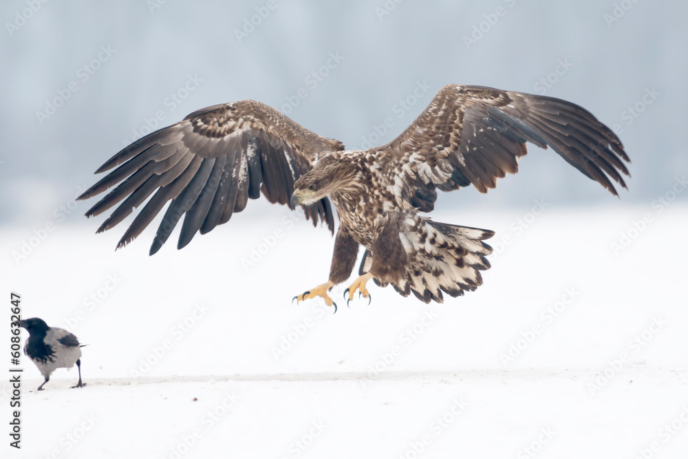 Obraz premium White-tailed eagle on the snow in winter