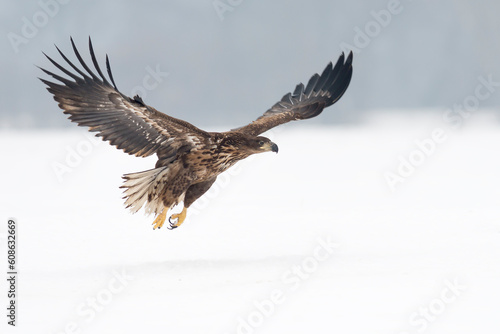 White-tailed eagle on the snow in winter