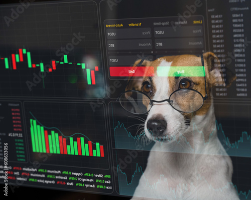 Photos Jack Russell Terrier dog in glasses looks at the HUD menu