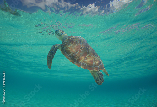 a beautiful green sea turtle in the crystal clear waters of the caribbean sea