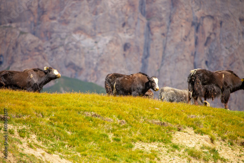 A herd of yaks graze in the mountains. Himalayan big yak in a beautiful landscape. Hairy cow cattle wild animal in nature in Tibet. Sunny summer day in the wild. Farm animal in Nepal and Tibet.