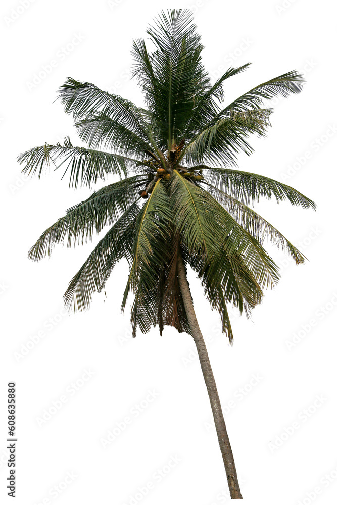 Fototapeta premium coconut tree isolated