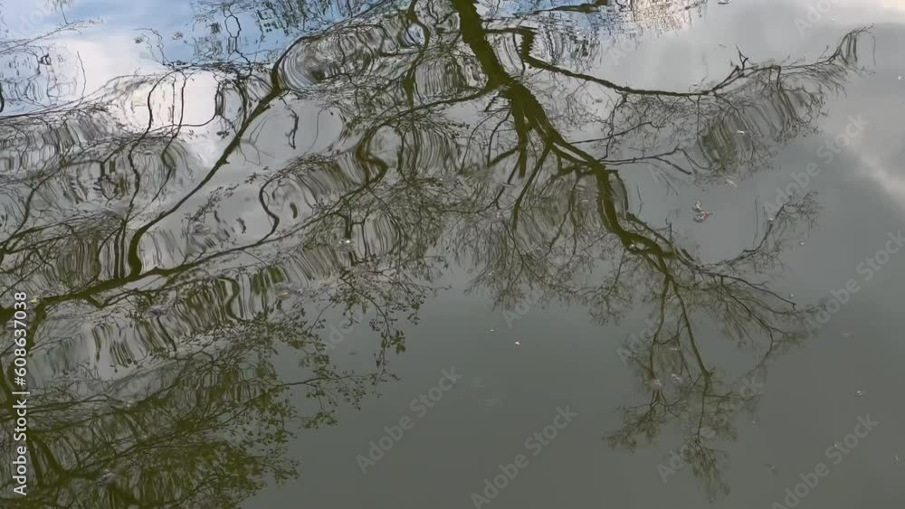 Mirror reflections of trees in the water. Moving background. Mirror reflections of trees in the water. Moving background.