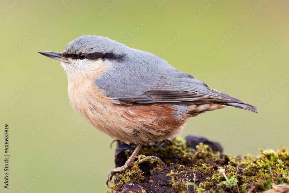 Eurasian nuthatch or wood nuthatch (Sitta europaea) in the wild Eurasian nuthatch or wood nuthatch (Sitta europaea) in the wild