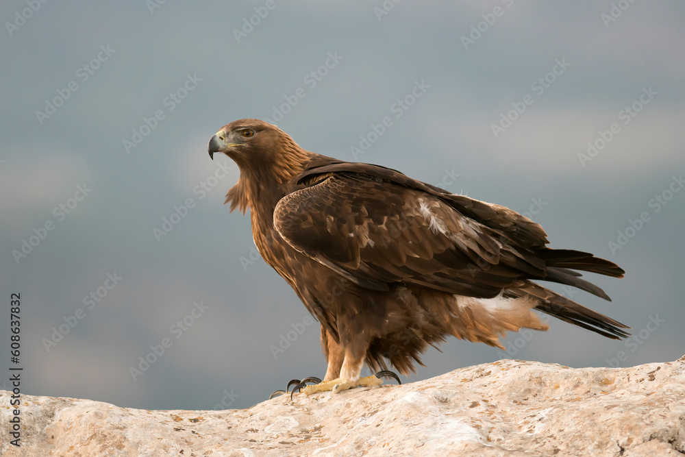 Fototapeta premium Golden eagle (Aquila chrysaetos) in the wild