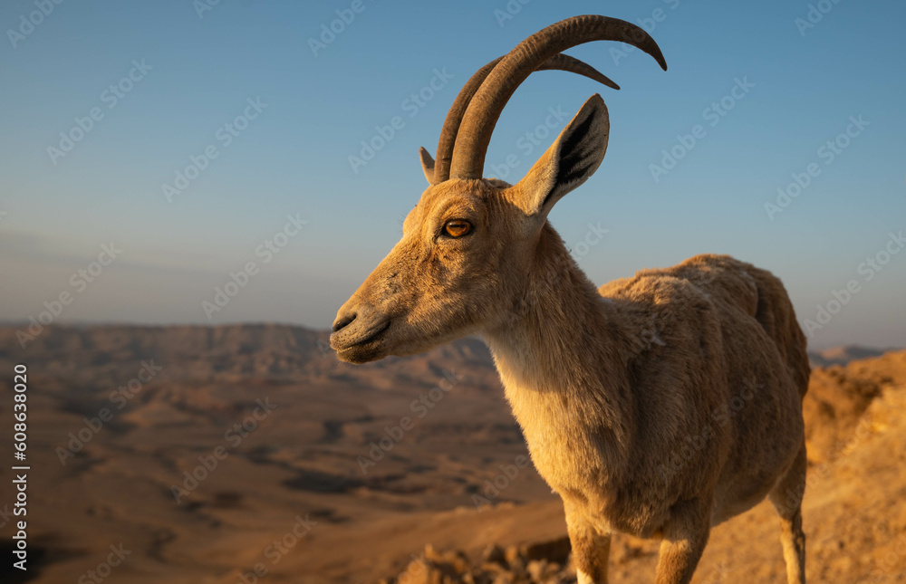 Close up of a female Nubian Ibex above the Ramon crater in Israel. 