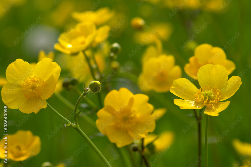 Wild yellow flower on the field