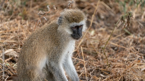 Closeup of an adorable Vervet monkey, Chlorocebus pygerythrus captured in wilderness