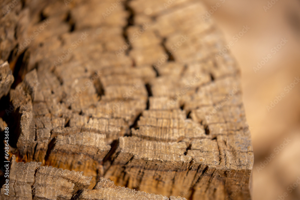 The texture of the stump in the cut. Cutting down trees for firewood