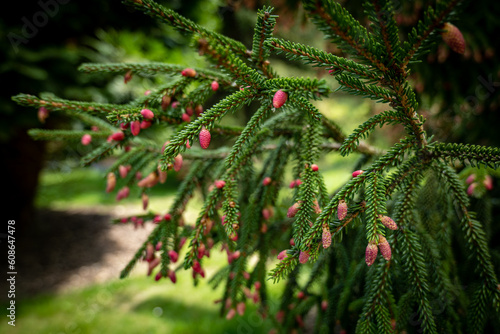 Bedgebury National Pinetum and Forest , świerk kaukaski