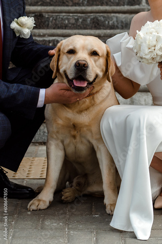 The bride and groom with a dog. Labrador at the wedding with the newlyweds.