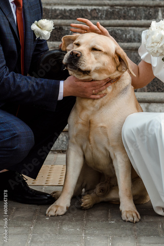 The bride and groom with a dog. Labrador at the wedding with the newlyweds.