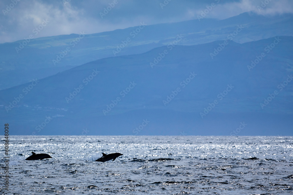 Ozean mit einer Insel im Hintergrund und springenden Delfinen