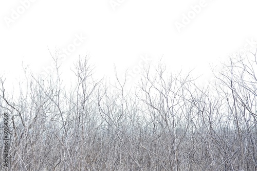 Blurred a group of dried twigs on white isolated background 