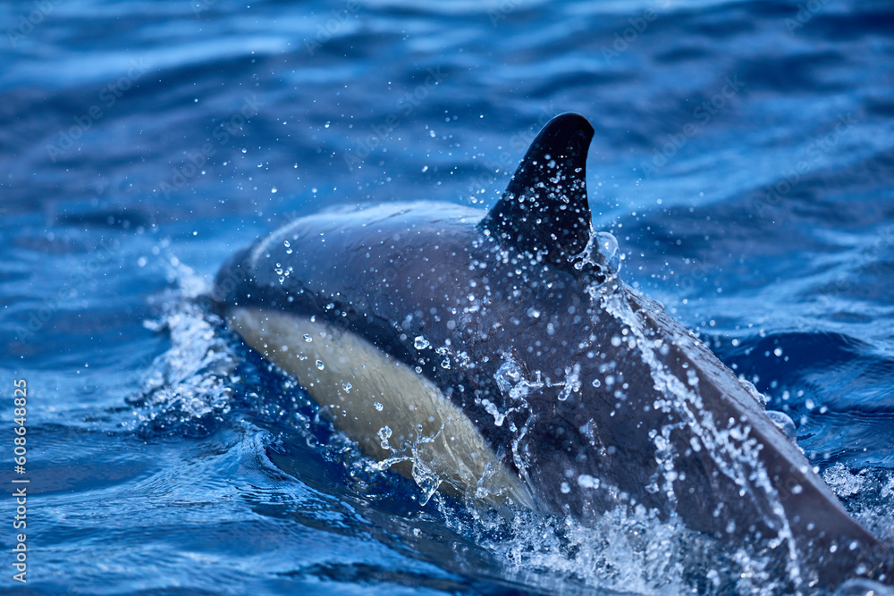 Fototapeta premium Delfin in seinem Element, im Ozean