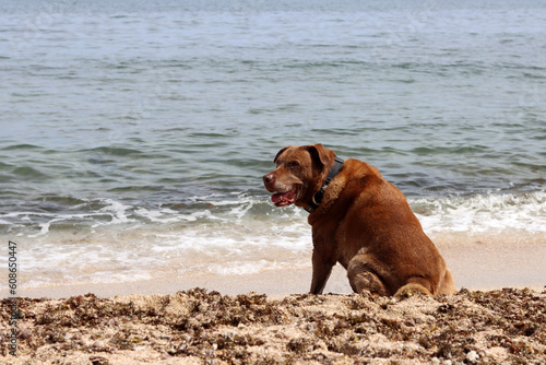 Labrador Retriever at the beach on the background of the sea. Dog enjoying sunny day on a beach. Pet care concept. 