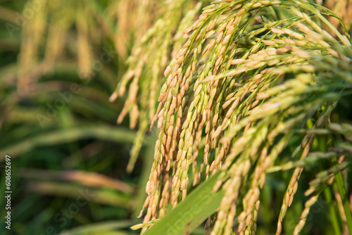Closeup focus grain rice spike harvest agriculture landscape view