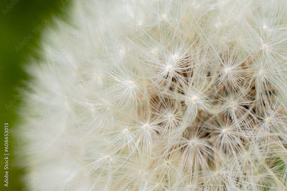 Super macro close-up of dandelion fluff. Abstract close-up of dandelion seeds background. Macro shot of detailed dandelion flower seed in natural environment. Soft selective focus Super macro close-up of dandelion fluff. Abstract close-up of dandelion seeds background. Macro shot of detailed dandelion flower seed in natural environment. Soft selective focus