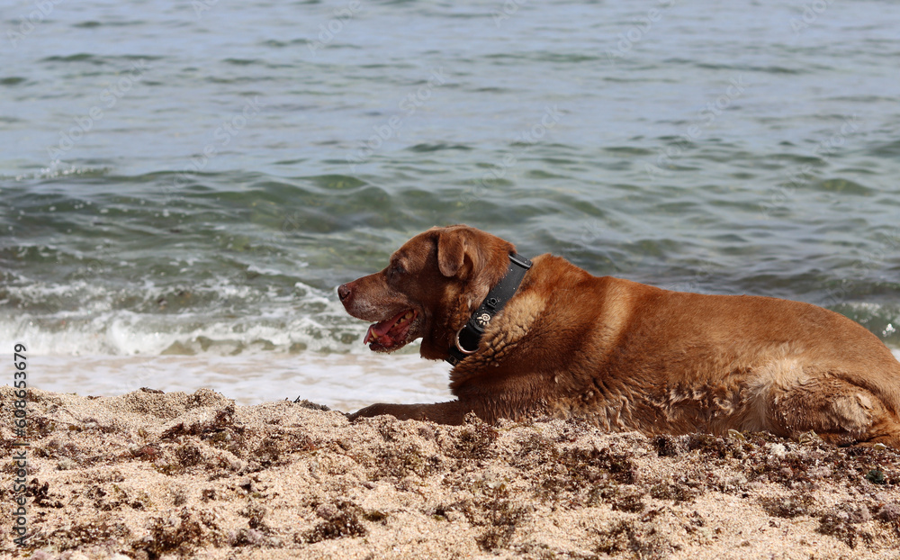 Senior dog lying on the sand by the sea. Brown Labrador dog on the beach. Pet care concept. Senior dog lying on the sand by the sea. Brown Labrador dog on the beach. Pet care concept.